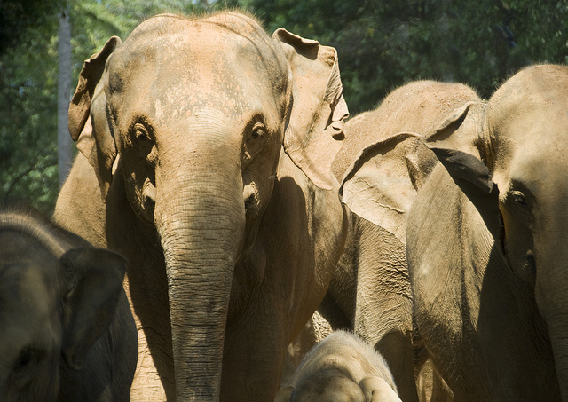 Pinnawela Elephant Orphanage in Sri Lanka by Mal B via Flickr