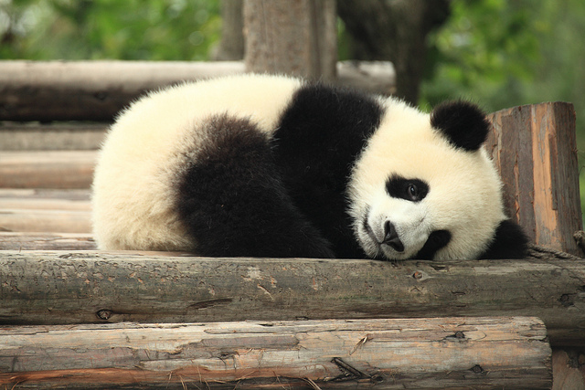 panda bear via flickr by george lu