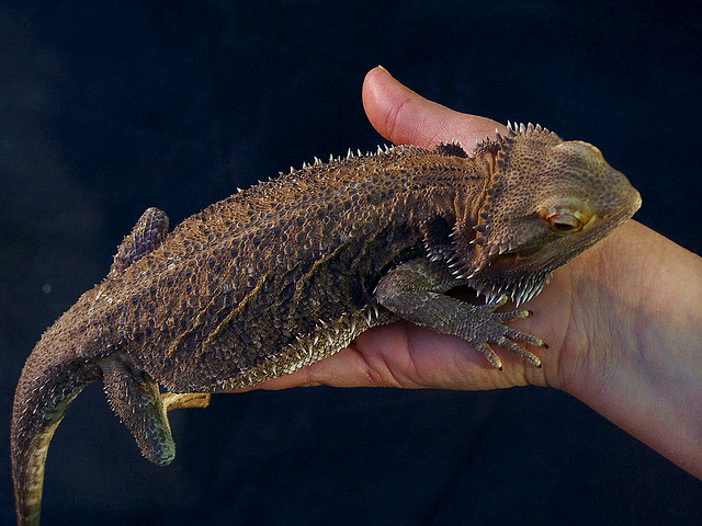iguana in hand