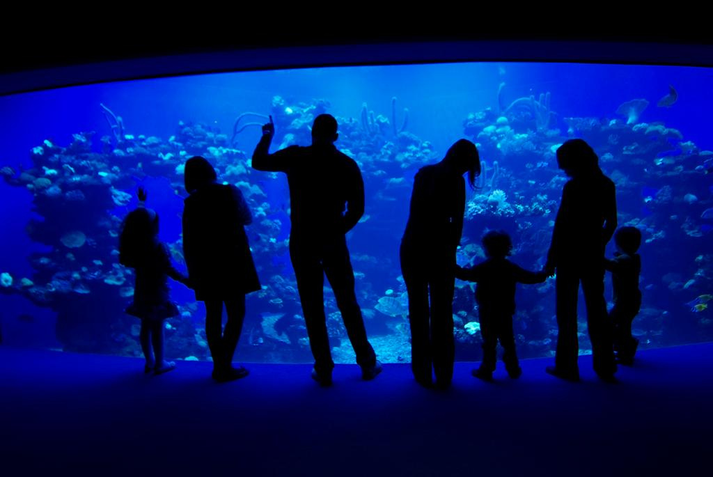 Palma Aquarium by No Frills Excursions via Flickr
