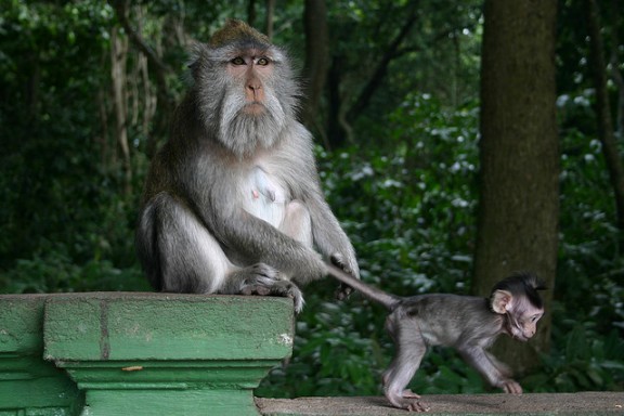 Monkey in Bali by D.Meutia via Flickr