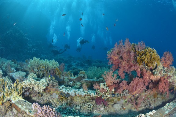 Sharm Scuba Diving by Matt Kieffer via Flickr