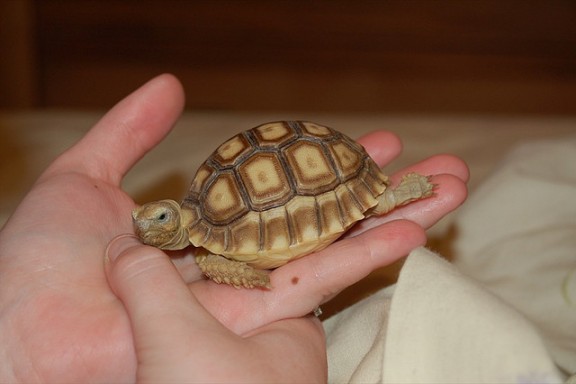 Turtle by antaresjhw via Flickr