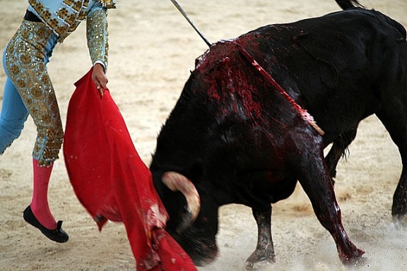 Bull fighting by Steven Depolo via Flickr