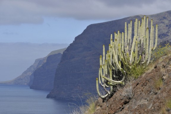 Tenerife Plant