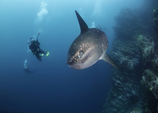 diving tenerife sun shark
